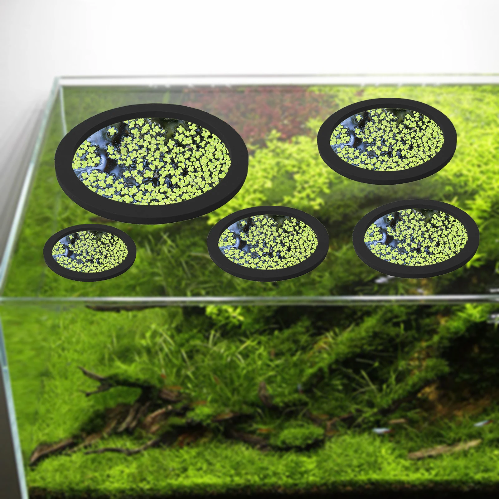 5 قطعة إيفا الأسماك تغذية حلقة - مراجعة Aquarium Fish Marine وسعره