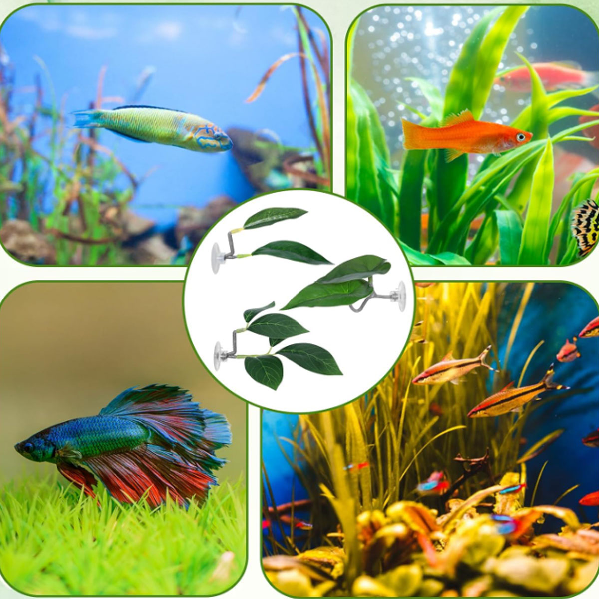 1 قطعة أرجوحة سمك البيتا، ديكو - مراجعة Aquarium Fish Enrichment وسعره