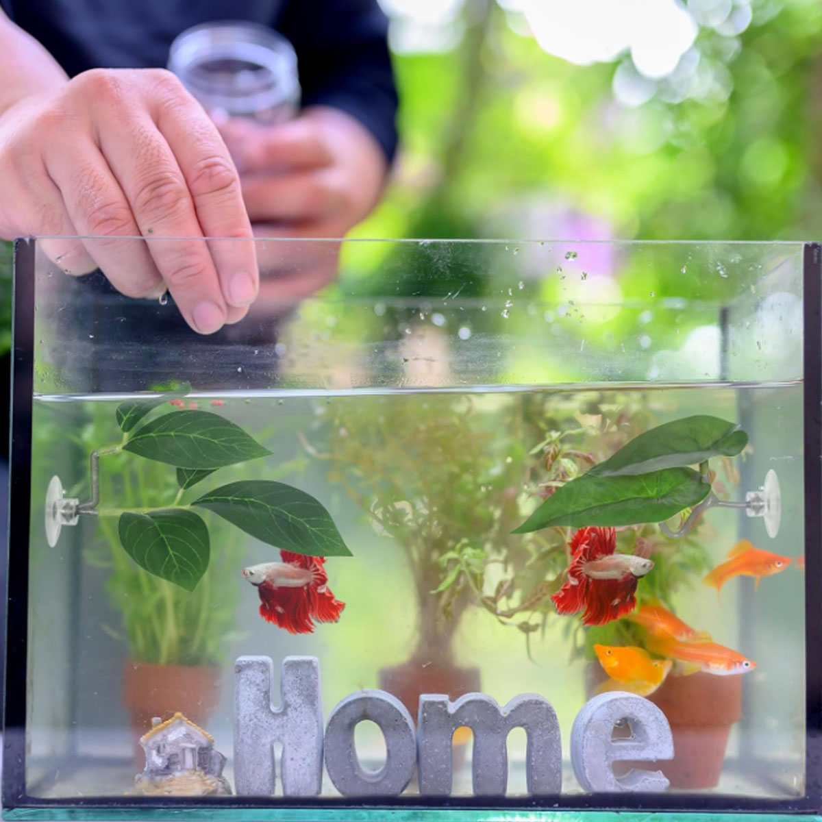 1 قطعة أرجوحة سمك البيتا، ديكو - مراجعة Aquarium Fish Enrichment وسعره